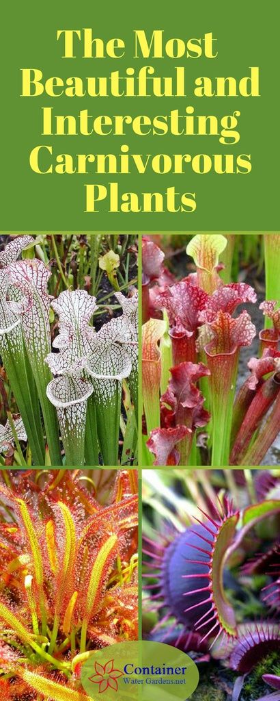 Create A Fascinating Carnivorous Terrarium - Container Water Gardens Carnivorous Terrarium, Pitcher Plant Care, Carnivorous Garden, Carnivore Plants, Carnivores Plants, Venus Fly Trap Terrarium, Carnivorous Plants Terrarium, Sundew Plant, Aqua Garden