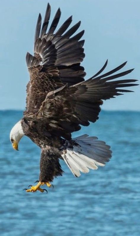 ⚔₴ɆĐ₳₮ ₴₳V₳₴🦅 Haliaeetus Leucocephalus, Eagle Flying, Eagle Images, Eagle Wallpaper, Eagle Pictures, Eagle Art, The Eagles, Majestic Animals, An Eagle