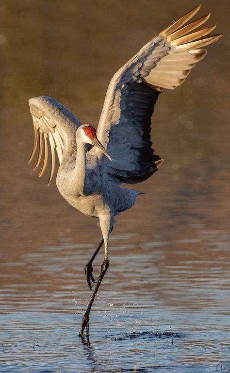 Point Photography, Ryan Evans, Sandhill Crane, Crowned Crane, Regnul Animal, Crane Bird, Animale Rare, Pretty Animals, Nature Birds