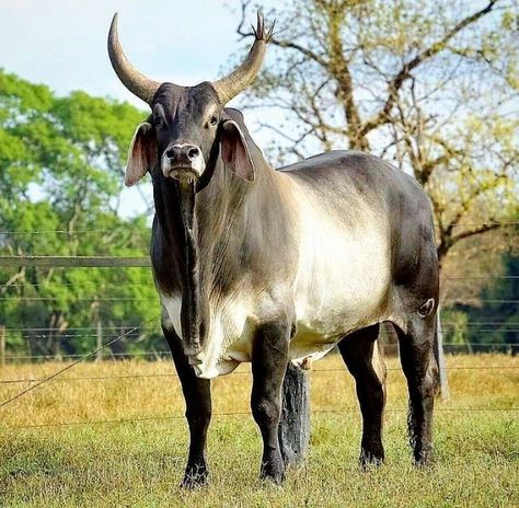 Brahma Cattle, Brahma Cow, Brahman Cow, Zebu Cattle, Zebu Cow, Brahman Bull, Bull Photography, Cow Breeds, Nguni Cattle