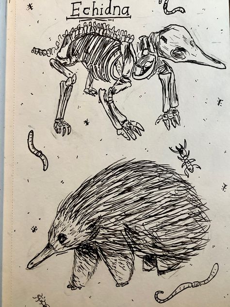 Australian animals, echidna pen drawing, sketchbook doodles. Artwork by Astarii Draws. Australian Animal Tattoo, Australian Animals Illustration, Echidna Tattoo, Echidna Drawing, Doodles Artwork, Sketchbook Doodles, Art Commissions, Doodle Ideas, Vintage Flash