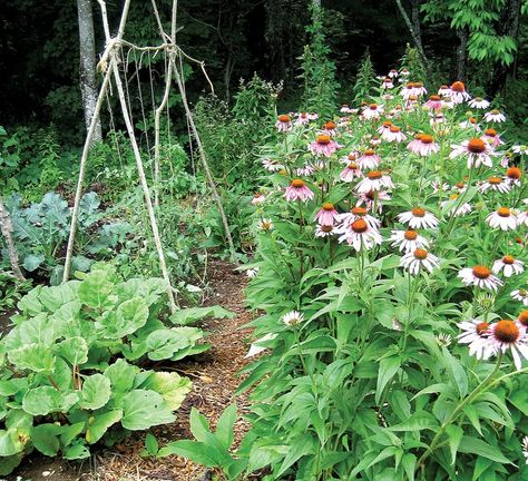 8 Rules For A Maine Garden Maine Garden Ideas, Waterfront Garden, Maine Garden, Wildflower Garden, Tea Garden, Yard Work, Roof Garden, Landscaping Plants, The Soil