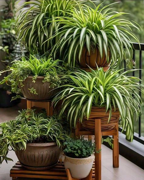 Spider Plant Spider Plants Indoor, Indoor Flowers Decor, Plant Centerpieces, Ferns Garden, Air Purifying House Plants, Small Balcony Garden, Terrace Garden Design, Potted Plants Outdoor, Spider Plant