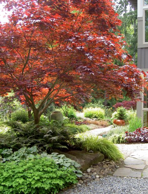 Japanese Maple: Fireglow. Underneath plants:  plants used in there include Brunnera macrophylla 'Jack Frost', Polystichum polyblepharum, Hakonechloa macra 'Aureola' and Vancouveria hexandra. Japanese Maple Garden, Moderne Have, Northwest Landscaping, Japanese Maple Tree, Japanese Garden Design, Specimen Trees, Beautiful Yards, Have Inspiration, Red Tree