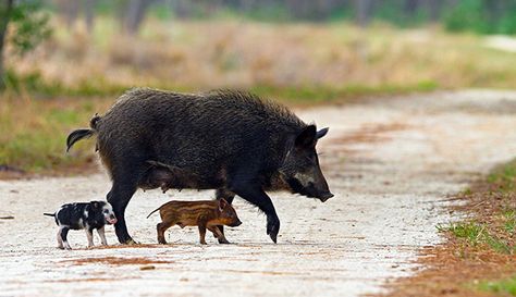 Living on Earth: Beyond The Headlines Feral Pig, Hog Hunting, Wild Pig, Wild Hog, Animal Agriculture, Invasive Species, Wild Boar, Australian Animals, Animal Rights