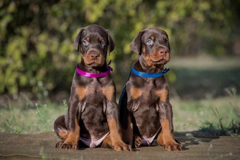 Doberman Different Colors, Doberman Breeders, American Doberman, Doberman Normal Ears, Doberman Puppies For Sale, Doberman Training, Nashville Indiana, Doberman Puppies, Doberman Protection