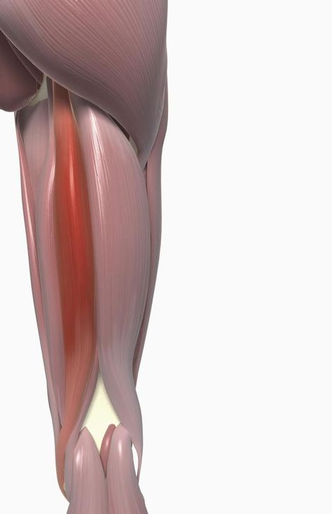 Hamstring Muscles and Your Back Pain: Semitendinosus Hamstring Muscle Semitendinosus Muscle, Muscle Diagram, Good Back Workouts, Hamstring Muscles, Causes Of Back Pain, Muscle Stretches, Back Stretches For Pain, Healing Touch, Massage Benefits