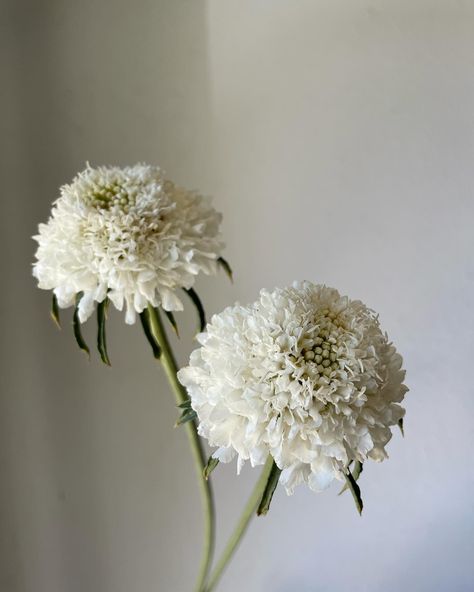 June lovelies, just around the corner. ☁️ The Central Valley is HOT in June, which means all of our summer flowers explode once we get a bit of heat. Echinacea, lavatera, scoop scabiosa, and solidago are about to make their debut at our field 🤍 Shop by the bunch via @sjflowercollective or order a summer arrangement at the link in my bio 🫶🏼 #farmerflorist #sjflowercollective #lavatera #scoopscabiosa #farmerbaileyplugs #centralvalleyflowers #fresnoflorist #clovisflorist #sloflorist #sustaina... Scoop Scabiosa, Valley Flowers, Central Valley, Summer Flowers, Around The Corner, Florist, Farmer, Heat, Flowers