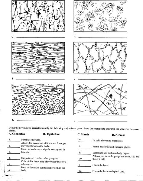 Types Of Tissues Worksheet Answers Student Anatomy And Physiology Tissue Biology, Human Body Worksheets, Biology Worksheet, Anatomy Coloring Book, Human Tissue, Basic Anatomy And Physiology, Cells And Tissues, Tissue Types, Biology Lessons