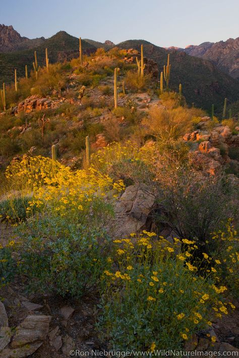 Coronado National Forest | Ron Niebrugge Photography Arizona Forest, Arizona Beauty, Desert Beauty, Desert Places, Desert Photography, Desert Dream, Scenic Photos, Southwest Desert, American Road Trip