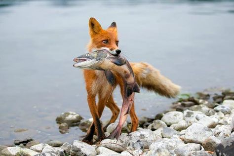 Fuchs mit Beute  #Fuchs #Tier #Animals Fantastic Fox, Pet Fox, Wild Dogs, Cute Fox, Wildlife Animals, Red Fox, Nature Animals, 귀여운 동물, Animals Friends