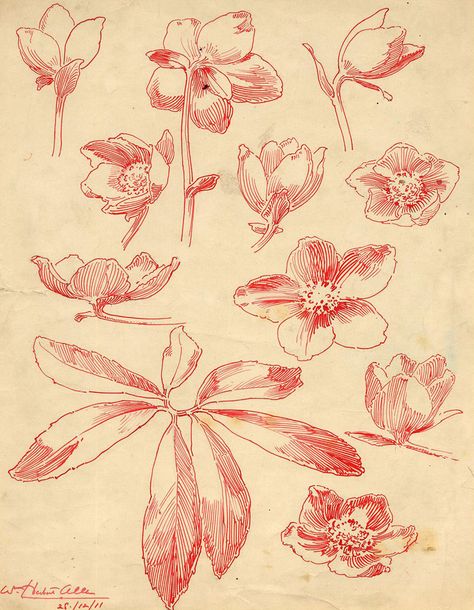 Christmas Rose Tattoo, Red Paper Drawing, Flowers Ink Drawing, Hellebore Flower Drawing, Red Sketch Drawings, Hellebore Drawing, Rose Ink Drawing, Red Ink Drawing, Flower Drawing Pen