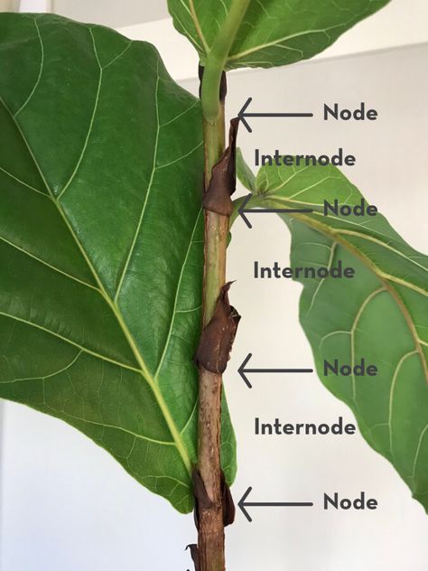 How to branch fiddle leaf fig bushes into trees (step by step guide) — Greenhouse Studio Fiddle Fig Propagation, Pruning Fiddle Leaf Fig, How To Propagate Fiddle Leaf Tree, Fiddle Leaf Tree Care, How To Prune Fiddle Leaf Fig Tree, Fig Tree Indoor, How To Make A Fiddle Leaf Fig Branch, Fiddle Leaf Fig Propagation, Propagating Fiddle Leaf Fig