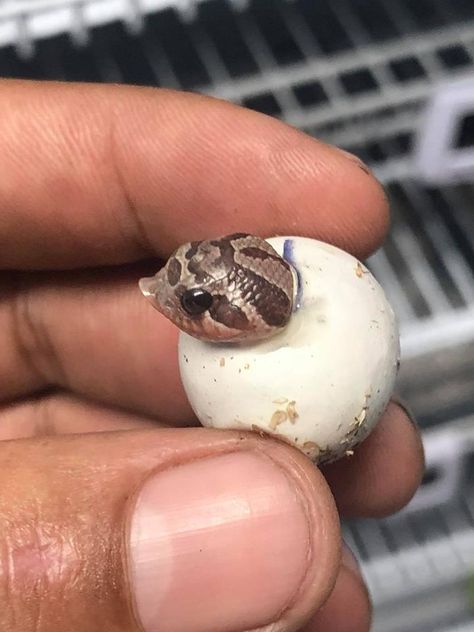 Baby Reptile, Snake Terrarium, Hognose Snake, Baby Snakes, Pretty Snakes, Reptile Room, Cute Reptiles, Cute Snake, Pet Snake