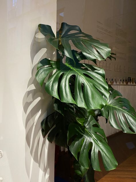 Big Leafy Plants, Big Leaf Plants, Leafy Plants, Big Leaves, Plant Leaves, Plants