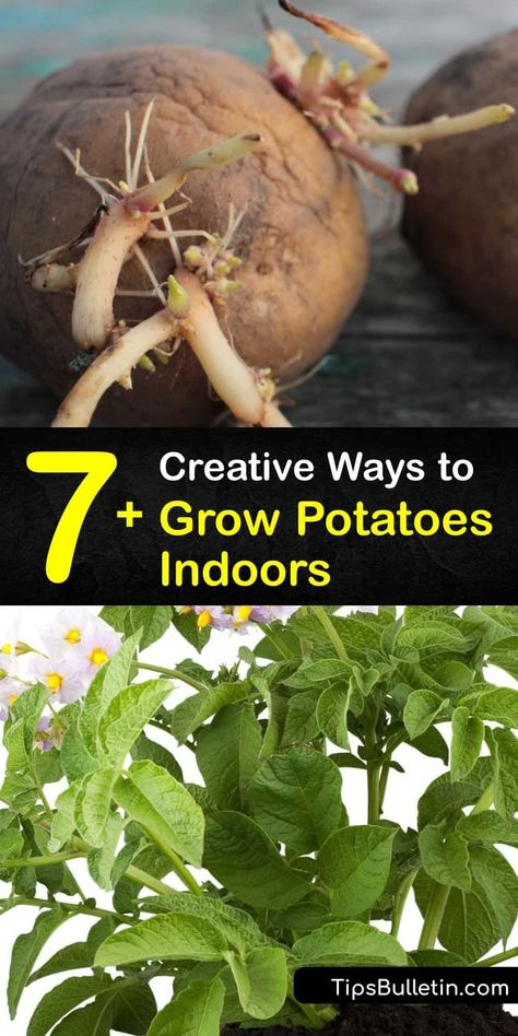 Growing Potatoes Inside During Winter, Growing Potatoes Indoors Winter, How To Grow Potatoes Indoors, Indoor Potato Growing, Grow Potatoes Indoors, Ways To Grow Potatoes, Growing Potatoes Indoors, Sprouting Potatoes, Potato Garden