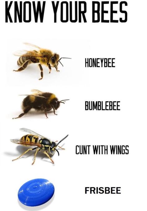 Twisted Humor, Animal Memes, Bones Funny, Bumble Bee, The Words, Dankest Memes, I Laughed, Knowing You, Funny Animals