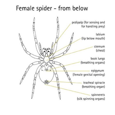 diagram of a spider | Diagram of Female Spider, viewed from below, showing external ... Spider Science, Spider Diagram, Spider Unit, Funnel Web Spider, Wolf Spider, Cnidaria, Charlotte's Web, Animal Anatomy, Arthropods