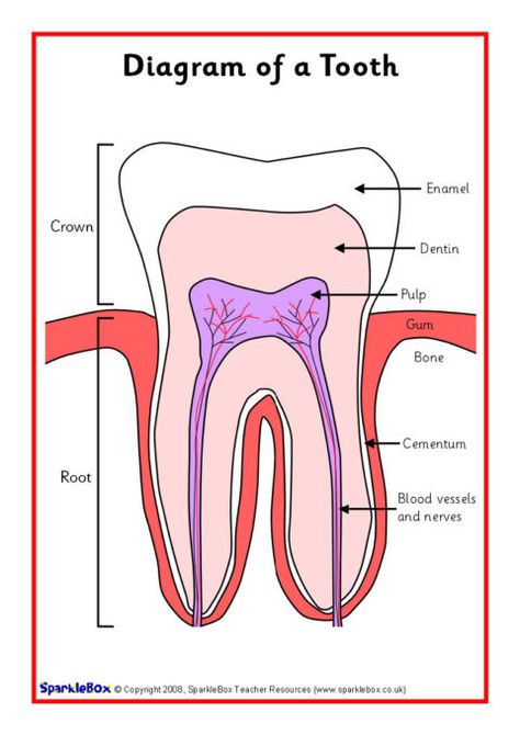 Teeth Posters (SB6639) - SparkleBox Tooth Diagram, Teeth Diagram, Health Preschool, Free Handwriting Worksheets, Teeth Aesthetic, Soft Board, Senses Activities, Teaching Resources Primary, Human Teeth