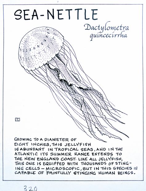 Marine Biology Posters, Marine Biology Art, Oceancore Room, Sea Animals Poster, Sea Nettle Jellyfish, Nettle Jellyfish, Jellyfish Poster, Oceanography Marine Biology, Marine Poster