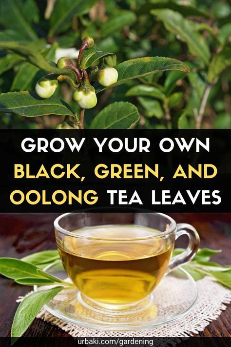 Black Tea Garden, Planting Tea Garden, Tea Plants Gardening, Growing Green Tea Plants, How To Grow Tea Leaves, Growing Black Tea Plants, Green Tea Plant How To Grow, Tea Bush Plant, Diy Tea Garden