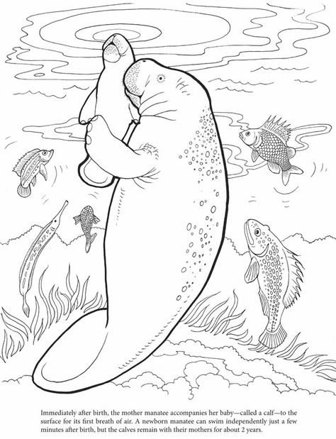 Dover manatee coloring pages. free. Manatee Craft, Manatee Pictures, Manatee Drawing, Manatee Art, Dover Publications, Baby Print, Printable Pictures, Ocean Animals, Coloring Book Pages