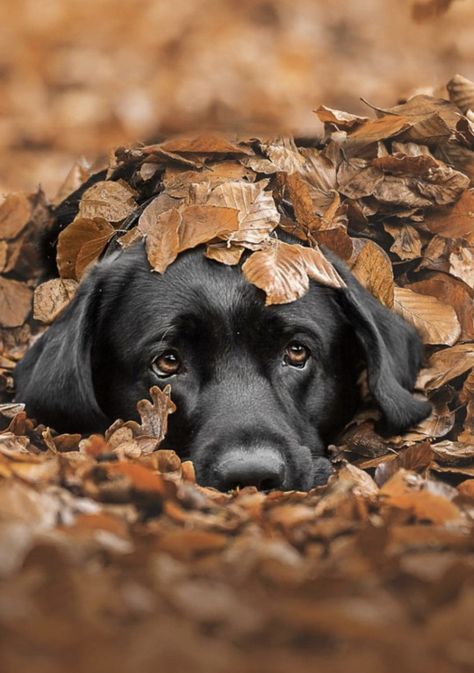 Fall Dog Photos, Dog Calendar, Dog Photoshoot, Fall Dog, Labrador Puppy, Best Pics, Dachshund Puppies, Black Labrador, Family Dogs