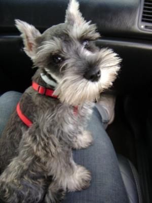 Miniature Schnauzer Puppy Schnauzer Mix, Dog Poems, Mini Schnauzer Puppies, Miniature Schnauzer Puppies, Potty Training Puppy, Schnauzer Puppy, Most Popular Dog Breeds, Schnauzer Dogs, Mini Schnauzer