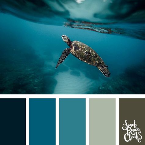 Tortoise #colorpalette Underwater Colour Palette, Underwater Color Palette, Coastal Color Palettes, Teal Color Palette, Teal Color Schemes, Color Catalog, Beautiful Scenes, Coastal Colors, Living Coral