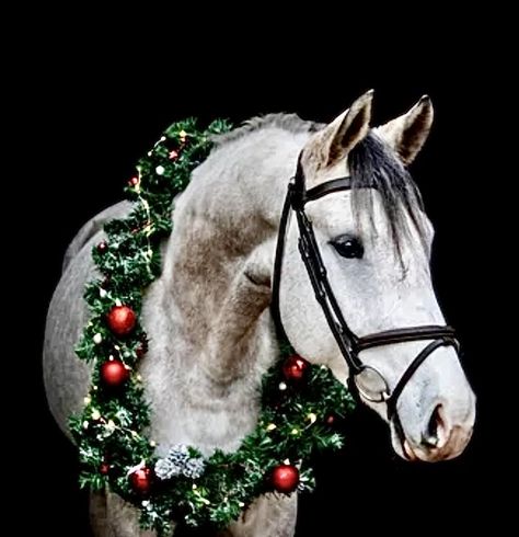 Equestrian Photoshoot, Horse Photoshoot Ideas, Horse Photography Poses, Horse Wreaths, Pictures With Horses, Horse Riding Outfit, Xmas Photos, Beautiful Horse Pictures, Christmas Horses