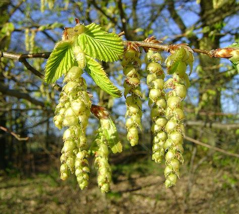 Carpinus betulus - Hornbeam Garden Bark, European Hornbeam, Windbreak Trees, Carpinus Betulus, Bach Flowers, Urban Tree, Wildlife Gardening, Deciduous Trees, Landscape Trees