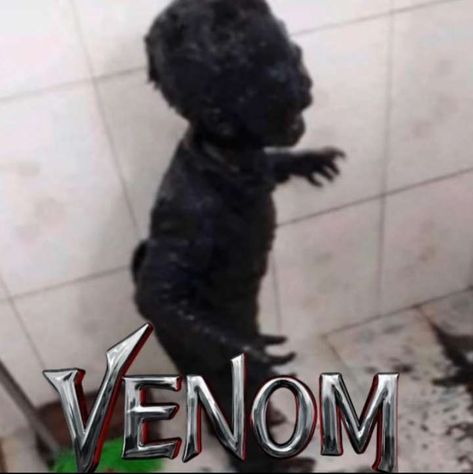 Venom Sticker, Venom Memes, Dance Wallpaper, The Last Dance, Memes Xd, Last Dance, Cute Images, Venom, Funny Memes