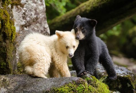 Kermode Bear, White Bears, American Black Bear, Black Bear Cub, Spirit Bear, Love Bear, White Bear, Bear Cubs, Cute Bear