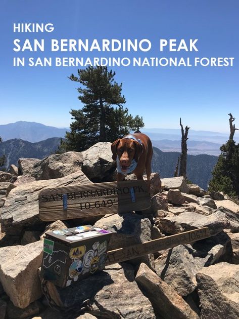 Dog Friendly. Hiking San Bernardino Peak in San Bernardino National Forest. San Bernardino National Forest, Redlands California, Outdoorsy Girl, Eagle Rock, Take A Hike, San Bernardino, California Adventure, Fire Station, United States Travel