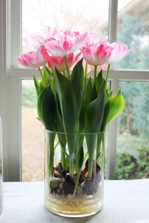 How to grow or force tulips and other perennials in glass jars all year around in your home. Glass vases or canning gars are great to use when growing tulips in your house. Grow Bulbs In Water, Tulip Bulbs In Water, Indoor Tulips, Growing Flowers Indoors, Tulips Indoors, Grow Tulips, Forcing Bulbs, Beautiful Indoor Plants, Growing Tulips