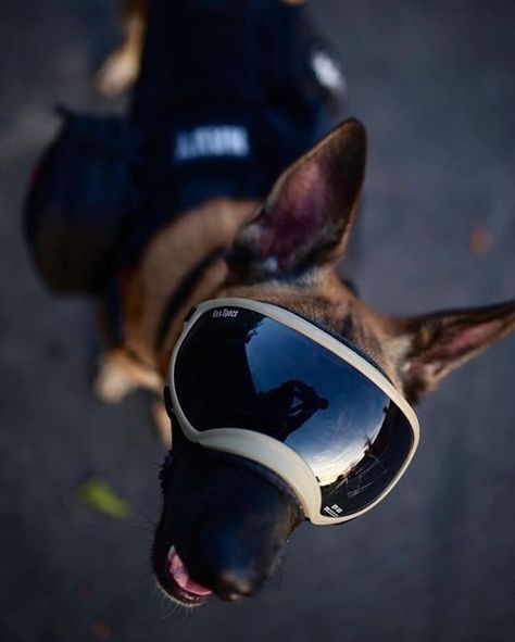 #malinoisfriday repost @ashleighmitchelll Rex Specs, Dog Goggles, Belgian Malinois, German Shepherd Puppies, Animal Wallpaper, Service Dogs, German Shepherd Dogs, Oakley Sunglasses, German Shepherd