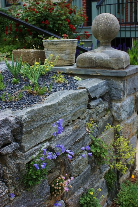 Stone wall with alpine planting | Karl Gercens | Flickr Stone Wall With Plants, Brick Stairs, Stone Walls Garden, Tuscan Garden, Alpine Garden, Rock Garden Plants, Alpine Plants, Sloped Garden, Rock Gardens