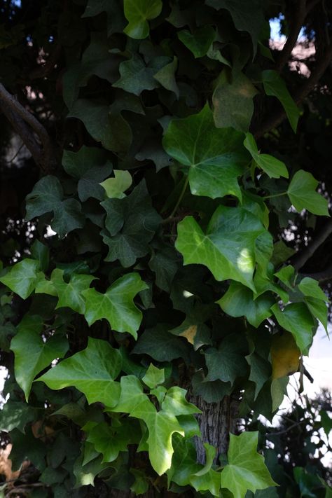 Moon (10 of 19) Parthenocissus Tricuspidata, Hedera Helix, English Ivy, Slytherin Aesthetic, Plant Photography, Backgrounds Desktop, Helix, Portrait Photographer, Portrait Photographers