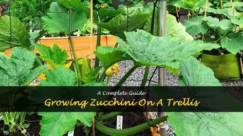 Growing Zucchini On A Trellis: A Complete Guide Zucchini Trellis, Grow Zucchini, Growing Zucchini, Zucchini, To Grow, Benefits, Plants, Courgettes