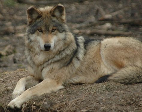 EndangeredWolfCenter on Twitter: "Thanks, @STLLive, for having Executive Director Virginia Busch on your program to talk about wolves & our Center. https://t.co/R3pl4jtVQt https://t.co/Az3s7QKSP4" Wolf Reference, Mexican Wolf, Wolf Poses, Cute Wolf, Wolf World, Wolf Life, Wolf Husky, Wolf Pup, Wolf Photos