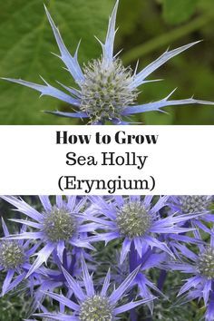 Learn how to grow the exciting and bizarre Sea Holly flowers. New varieties of sea holly are revealed each year in an attempt to outdo last year’s lineup of hybrids. Check this list of cool-weather and warm-weather hybrids. #gardeningchannel #gardening #flowergardening #weirdflowers Coastal Courtyard, Gardening Flowers Ideas, Heirloom Plants, Garden Scapes, Garden Flowers Ideas, Coastal Plants, Holly Flower, Cottage Outdoor, Permaculture Garden