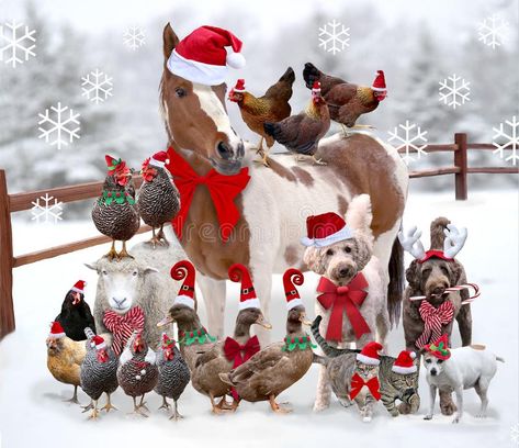 Pictures Of Christmas, Christmas Farm Animals, Christmas Farm, Facebook Covers, Farm Animals, Merry Christmas, Animals, Christmas, Natal