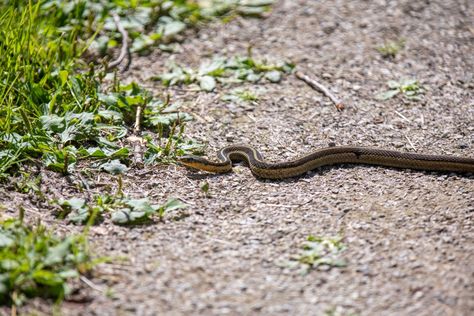 6 Top Signs There Are Snakes in Your Yard — Best Life Snake Meaning, Kinds Of Snakes, Types Of Snake, Snake Shedding, Signs From The Universe, Lawn Edging, Orange Butterfly, Garden Pests, A Snake