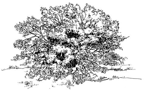 name-mhy026-6xcxOy-clipart.gif (3979×2518) Bushes Clipart, Drawing Bushes, Bush Drawing, Drawing Transparent, Outline Drawing, White Drawing, Black And White Drawing, Ink Drawing, Cartoon Drawings