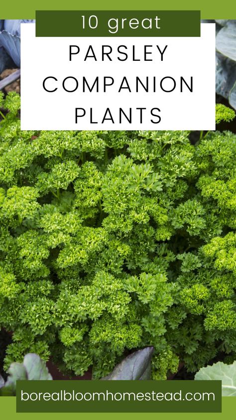 Dill Companion Plants, Parsley Companion Plants, Planting Parsley, Planting Dill, Gardening 2023, Grow Parsley, Herb Companion Planting, Planting Techniques, Arbor Garden