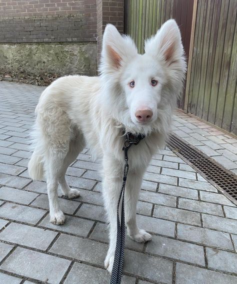 Albino Dogs, Albino Dog, Australian Shepherd Husky, Collie Australian Shepherd, Therian Mask, Wolf Images, Very Cute Puppies, Pretty Dogs, Pretty Animals