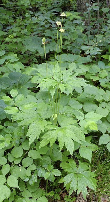 Tall Thimbleweed, Anemone Virginiana, Minnesota Plants, Red Clover, Native Flowers, Woodland Garden, Native Plants, Anemone, Minnesota