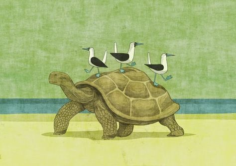 Galapagos Tortoise Drawing, Tortoise Painting, Tortoise Illustration, Tortoise Drawing, Green Widget, Animation Styles, Ipad Widgets, Land Turtles, Galapagos Tortoise