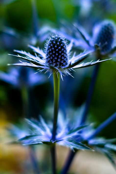 Holly Flower, Holly Plant, Plant Bulbs, Floral Design Classes, Nails Flower, Flower Identification, Sea Holly, Flowers Gardening, Wallpaper Flower