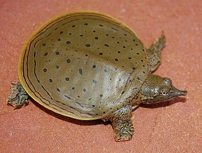 Juvenile Spiny Softshell Turtle... Had one as a pet, sassy little brat! Hissed @ everyone! lol Sea Turtle Drawings, Mosquito Fish, Softshell Turtle, Turtles For Sale, Sea Turtle Drawing, Types Of Turtles, Freshwater Turtles, Land Turtles, Turtle Care